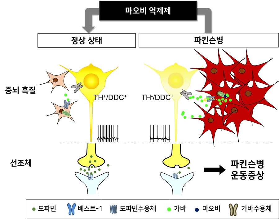 그림 1. 별세포의 가바 과다 생성으로 인한 파킨슨병 발병 기전