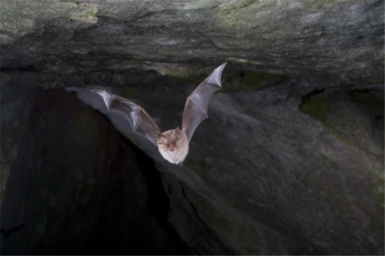 박쥐는 초음파를 활용해 어둠 속에서 장애물에 부딪히지 않고 잘 날 수 있다. (출처: F. C. Robiller)