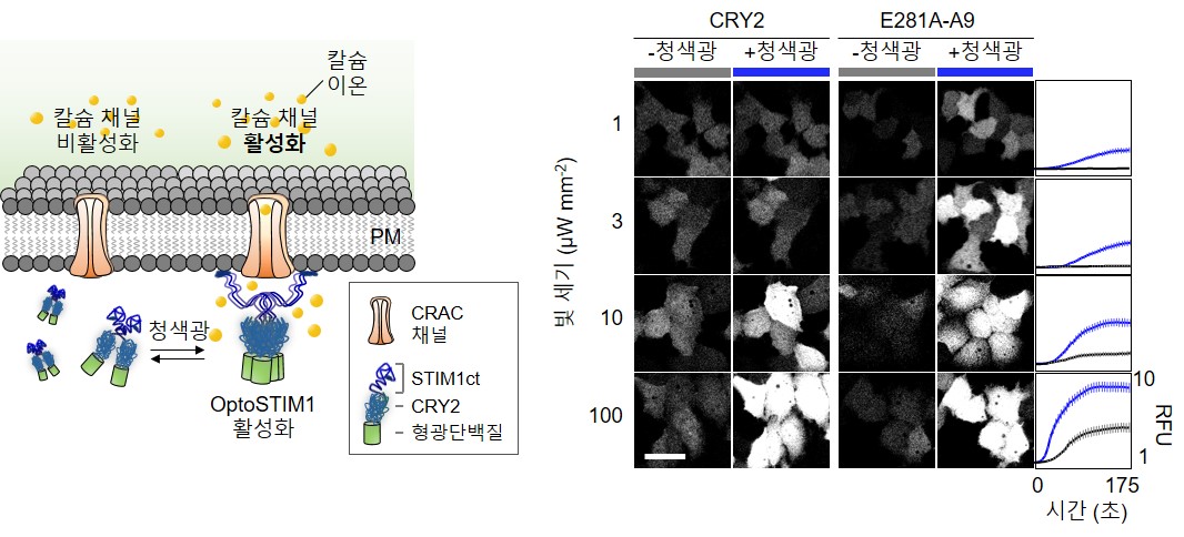 그림 1. 옵토스팀원(OptoSTIM1)과 몬스팀원(monSTIM1) 기술과 세포 내 칼슘 농도의 관계