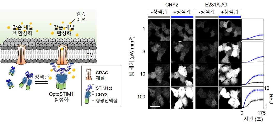 옵토스팀원(OptoSTIM1)과 몬스팀원(monSTIM1) 기술과 세포 내 칼슘 농도의 관계. 옵토스팀원(OptoSTIM1, CRY2) 기술에서 사용된 광수용체 단백질의 빛에 대한 민감도를 55배 증가시킨 몬스팀원(monSTIM1, E281A-A9) 기술을 이용하면, 낮은 강도의 빛에서도 세포 내부의 칼슘이 증가하는 것을 관찰할 수 있다.