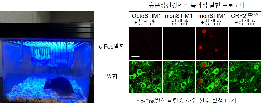 그림 2. 옵토스팀원(OptoSTIM1)과 몬스팀원(monSTIM1) 기술과 세포 내 c-Fos 단백질발현의 관계