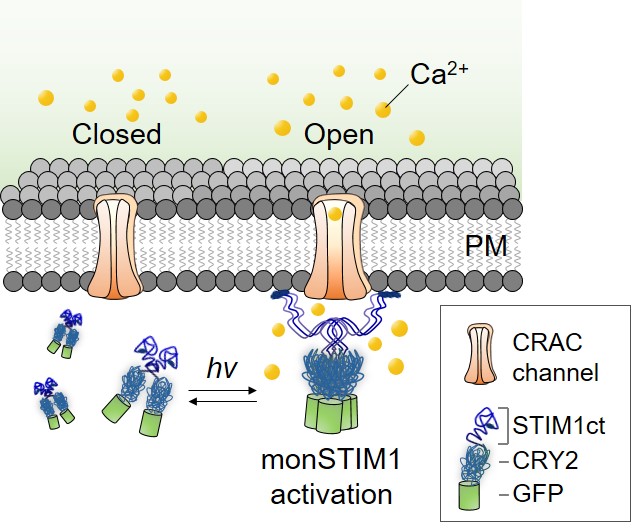 Figure 1. Schematic image of monSTIM1 working mechanism. Upon blue light illumination, this optogenetic tool opens calcium channels (CRAC channels), so that calcium (Ca2+) can enter inside the cells. It is formed by two parts: CRY2, and STIM1. CRY2 is sensitive to blue light, and STIM1 activates calcium channels. GFP produces green light and is added to allow the researchers to track monSTIM1 location. 