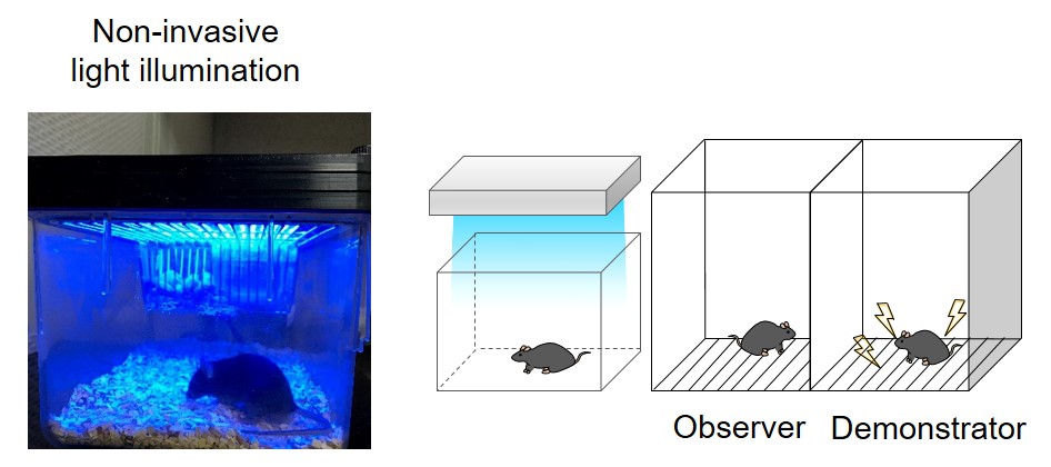 Figure 2. Observational fear learning in mice via non-invasive light stimulation. Blue light shone on the cage of the observer mouse triggers monSTIM1 activation, increasing Ca2+ signals in its brain, and behavioral changes. Compared to the controls without monSTIM1, the observer mouse shows an enhanced fear response while the demonstrator receives mild foot shock.