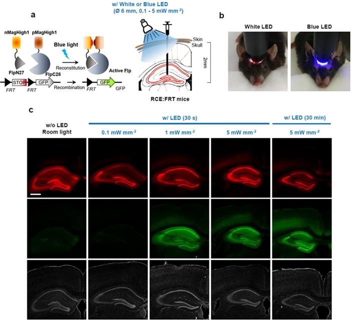 [그림 3] 기초과학연구원 인지 및 사회성 연구단이 발표한 빛을 이용한 뇌 유전자 발현 기술