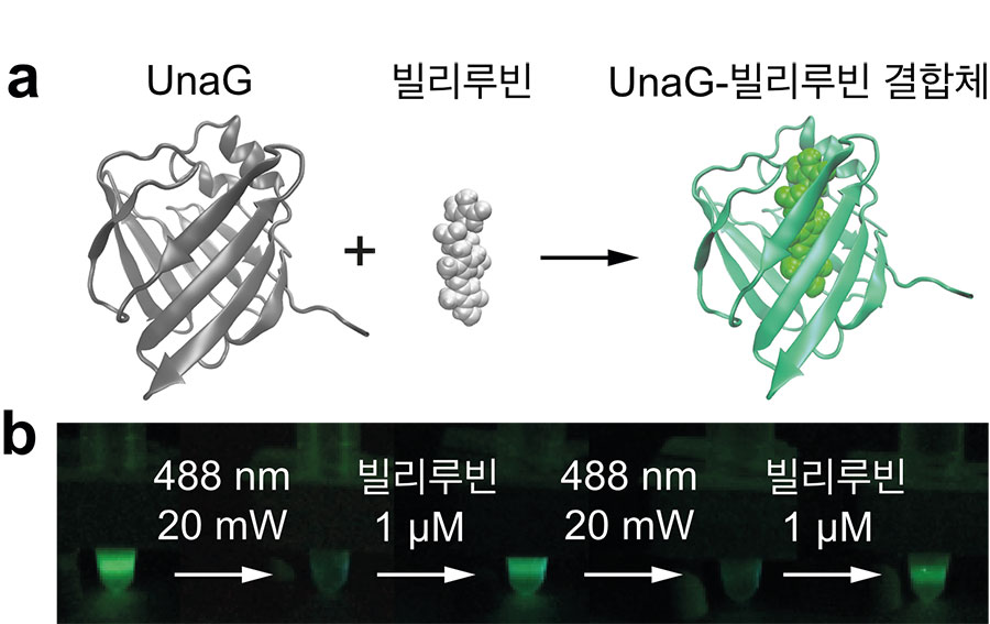 그림 1. UnaG 형광단백질의 구조와 스위칭 반응