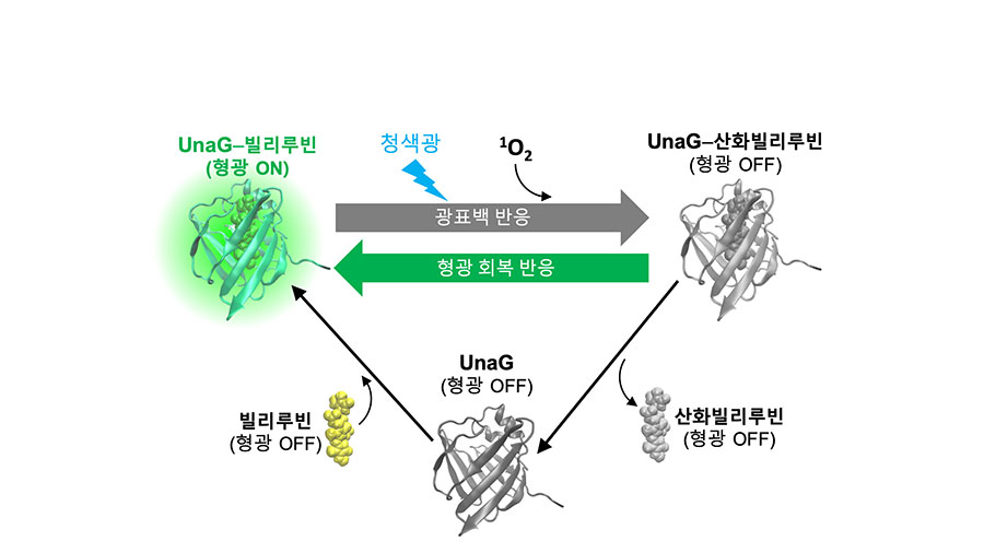 우나지 형광단백질의 광표백-형광회복 순환 사이클