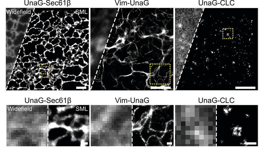 우나지 형광 단백질로 획득한 세포 내 나노구조의 초고해상도 이미지(점선 우측). 점선 좌측은 기존 현미경으로 해상도 차이를 확인할 수 있다.