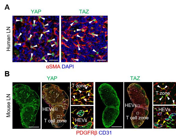 Figure 2: Expression of Yap/Taz in human/mouse FRCs.