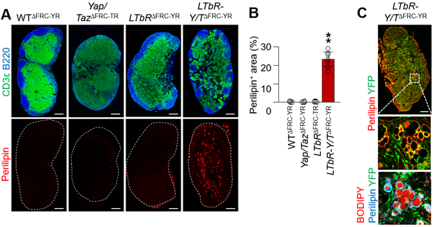 그림 3. 섬유아 세망세포 전구체(LTbR 신호전달경로가 비활성화 된 상태)의 히포 신호전달경로
