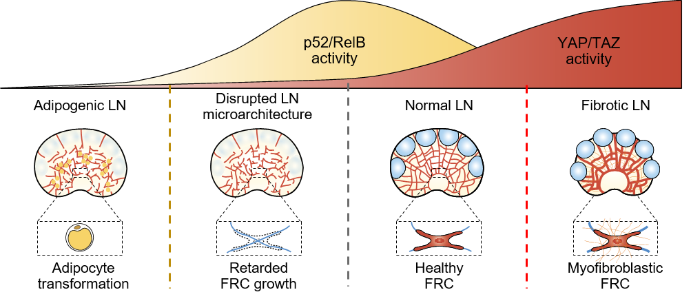 Figure 1: Schematic images proposing the importance of coordination of YAP/TAZ activity and p52/RelB activity during lymph nodes’ growth and maintenance. 