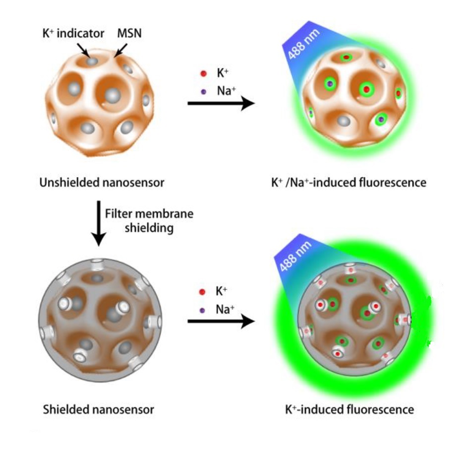 그림 1. 포타슘이온 나노센서의 구조