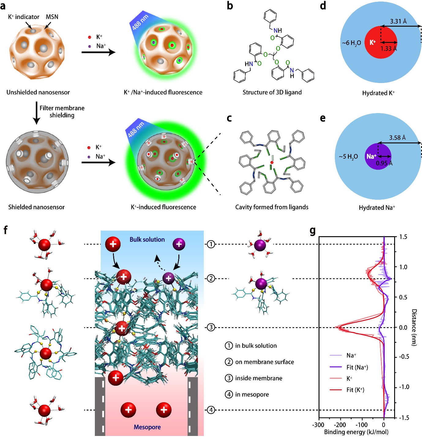 Figure 1. Atom-level design and performance of the K+ nanosensors.