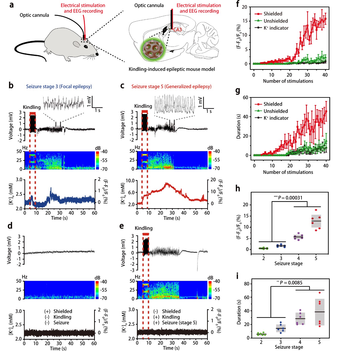 Figure 2. Dynamic fluctuations of external potassium concentration in the brain of freely moving mice.