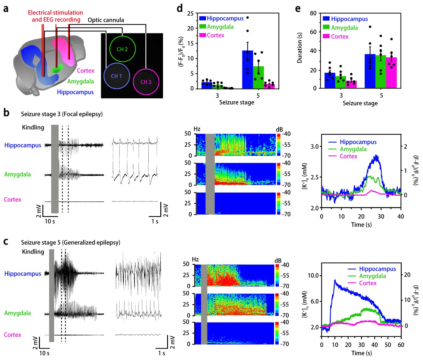 Figure 3. Multipoint measurements of external K+ concentration in freely moving mice.