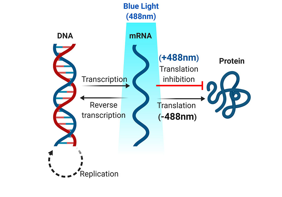 Figure 1: Optogenetic inhibition of mRNA translocation and translation in living cells. Blue light inactivation of protein translation from mRNA and the level of protein production is reduced with spatiotemporal precision.