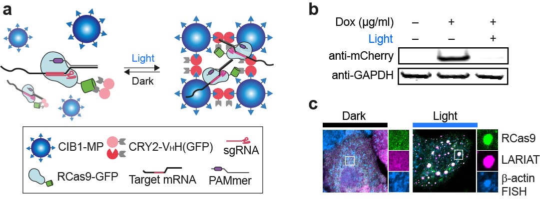 Figure 2. Schematic for mRNA-LARIAT-mediated sequestration of mRNAs. In the presence of blue light, a complex of proteins traps the target mRNA, blocking it into a cluster. CRY2-VhH(GFP) is sensitive to blue light and emits green light, CIB1-MP promotes the formation of the cluster, RCas9-GFP interacts with the mRNA produced by the cell and emits green light.