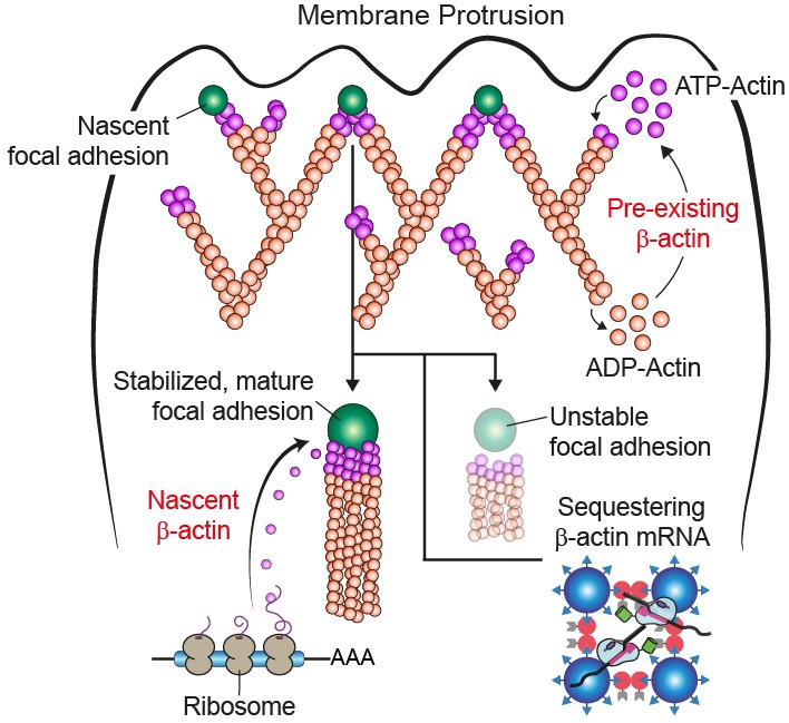 Figure 3. Proposed model showing the two distinct sources of β-actin. The pre-existing β-actin is engaged in shaping the “skeleton” of the cell, while the newly synthesized one has just been translated in the ribosomes. The mRNA-LARIAT construct slows down the production of new β-actin by creating a protein-mRNA cluster (bottom right) where the mRNA, which carries the genetic information for the production of β-actin, is trapped.