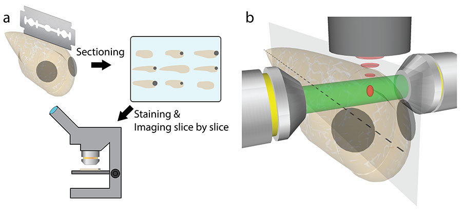 생체 내부를 관찰하기 위해 잘라서 단면화하고 염색하는 과정이 필요했던 기존 기술(a)과 달리 공간 게이팅 현미경(b)은 살아있는 상태에서 내부 미세 구조를 관찰할 수 있다.