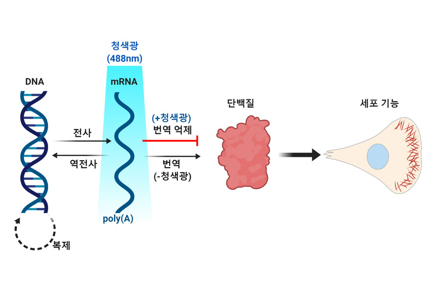 그림 1. mRNA-LARIAT 광유전학 기술로 전령RNA(mRNA)의 이동과 단백질 합성을 조절하는 모식도.