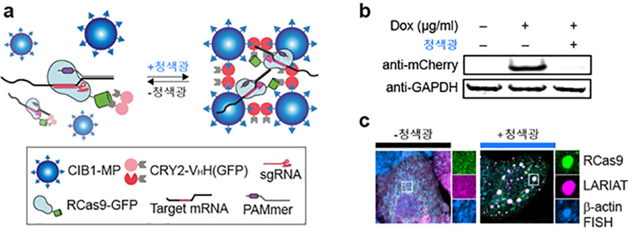 그림 3. mRNA-LARIAT 광유전학 기술로 단백질 합성 저해