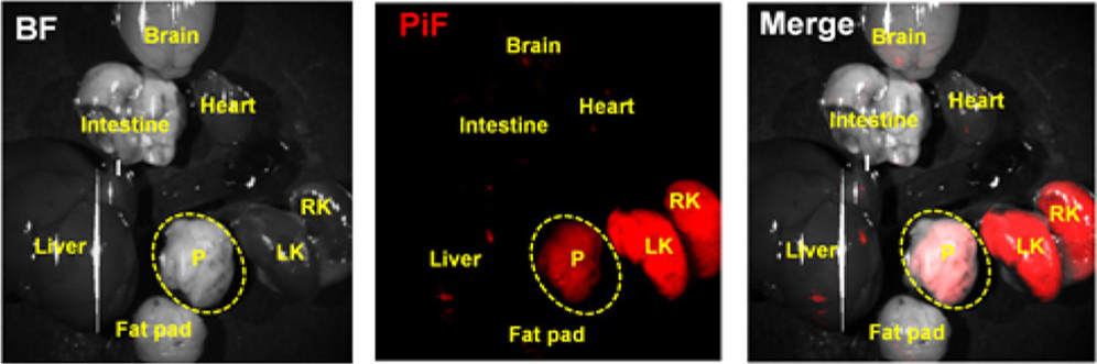 IBS 복잡계 자기조립 연구단이 개발한 당뇨병 정밀진단용 형광물질 PiF를 주입한 뒤 촬영한 생체 외 이미지.