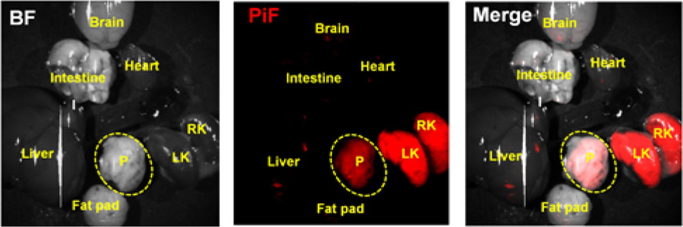 그림 1. PiF를 주입한 뒤 촬영한 생체 외 이미지