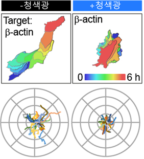 청색광 유무에 따라 베타액틴(β-actin) 단백질의 합성 효율과 세포의 이동 양상이 달라진다.