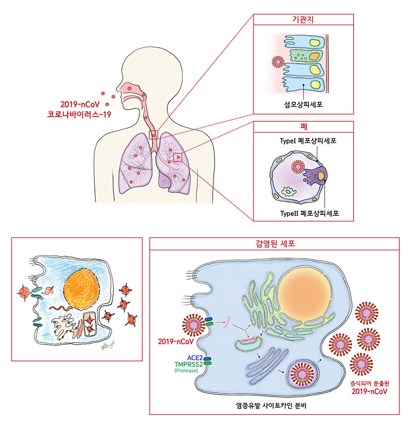 2019-nCoV의 세포 침투경로 및 증식확산 메커니즘. 2019-nCoV는 섬모상피세포나 TypeⅡ 폐포상피세포를 숙주로 삼는다. 이 세포들에는 2019-nCoV가 잘 달라붙게 만드는 효소수용체(ACE2, TMPRSS2)가 다량으로 존재해 바이러스의 침투능력을 강화한다. 이후 2019-nCov는 침투한 세포의 자원과 시스템을 탈취하여 증식하고, 감염된 세포 밖으로 분출된다.