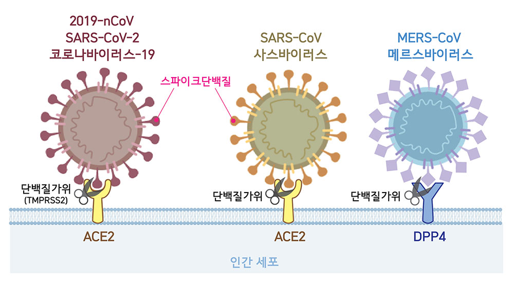 세포 속으로 침투하기 위한 첫 단계로 코로나바이러스는 표면에 위치한 스파이크단백질을 이용해 숙주세포의 수용체와 결합한다. 2019-nCoV와 사스바이러스는 ACE2를, 메르스바이러스는 DPP4를 수용체로 활용한다. 바이러스가 숙주세포와 결합하면 단백질가위(2019-nCoV의 경우 TMPRSS2)가 스파이크단백질의 일부분을 자르고, 비로소 바이러스가 세포 내로 침투한다.