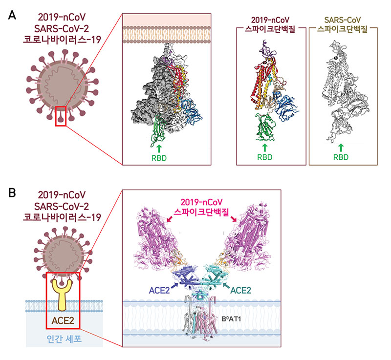 극저온전자현미경(Cryo-EM)을 통해 2019-nCoV의 3차원 분자구조를 분석한 결과 스파이크단백질 3개가 모여 하나의 덩어리를 이룬 모습이 드러났다. 2019-nCoV와 사스바이러스의 스파이크단백질 구조가 매우 유사함을 확인할 수 있다(A). RBD(Receptor-Binding Domain)는 ACE2 수용체와 결합하는 부분으로, 2019-nCoV가 가진 3개의 RBD 중 하나의 RBD만 세포 표면의 ACE2와 처음 결합하는데 활용된다(B). 바이러스는 RBD를 위‧아래로 자유롭게 움직이며 세포와의 결합력을 높인다.(Wrapp et al., 2020, Yan et al., 2020)