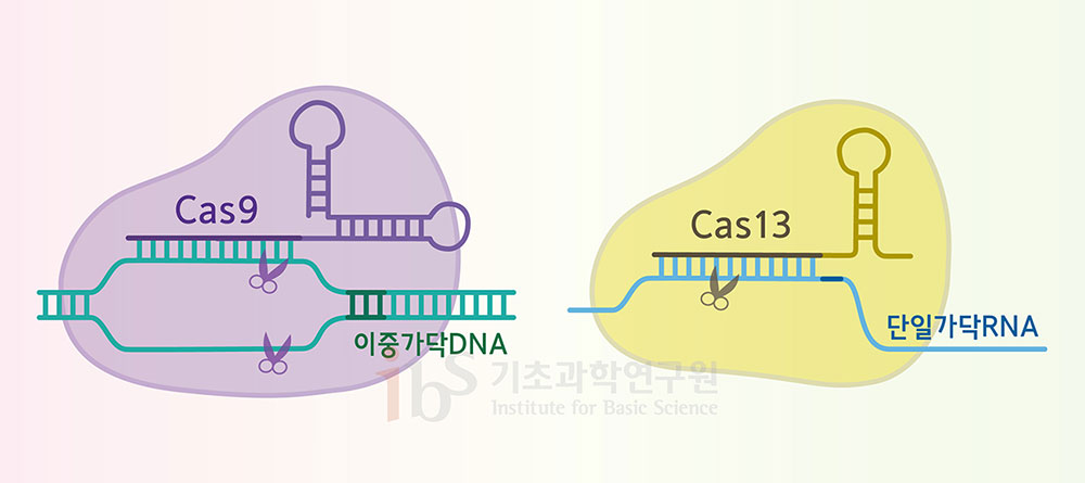 크리스퍼 유전자 가위는 절단 효소에 따라 몇 가지 종류로 나뉜다. 많이 알려진 크리스퍼-카스9(Cas9‧왼쪽)은 이중가닥 DNA를 절단하는 반면, 크리스퍼-카스13(Cas13)은 단일가닥 RNA를 절단하는 등 종류에 따라 교정하고자 하는 표적이 다르다.