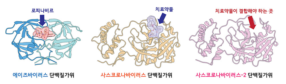 에이즈바이러스 단백질가위와 치료제 로피나비르 결합구조(PDB 1D 1MUI, 왼쪽), 사스바이러스의 단백질가위 3CLPRO와 신약후보물질의 결합구조(PDB 1D 2GX4, 가운데), 코로나바이러스의 단백질가위 3CLPRO의 구조(PDB ID 6LU7, 오른쪽). 파란색 화살표는 결합하고 있는 치료약물을, 빨간색 화살표는 치료약물이 결합해야 하는 곳을 의미한다. [Jin et al., 2020; Stoll et al., 2002]