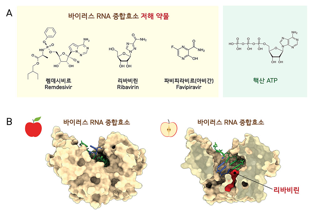 바이러스 RNA 중합효소를 저해하는 약물(A)들은 구조가 핵산 ATP와 유사하여 바이러스 RNA 중합효소에 의한 RNA 합성을 봉쇄한다. B는 수족구 바이러스 RNA 중합효소와 치료제 리바비린 복합체의 구조(PUB 1D 2E9R, 왼쪽)와 단면(오른쪽)의 모습을 보여준다. [Ferrer-Orta et al., 2007]