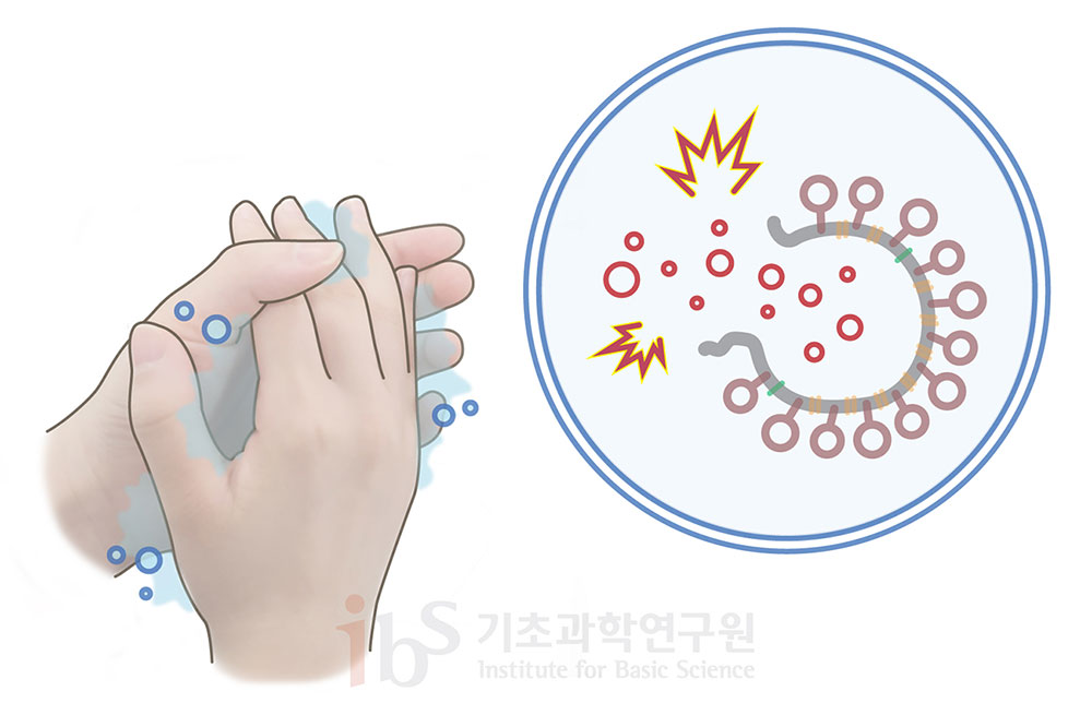 비누로 손 씻기는 바이러스 감염을 막는 가장 좋은 예방 법이다. 비누로 손을 씻는 과정에서 사스코로나바이러스-2의 외부 벽 일부가 파괴되며 바이러스가 소멸되기 때문이다.