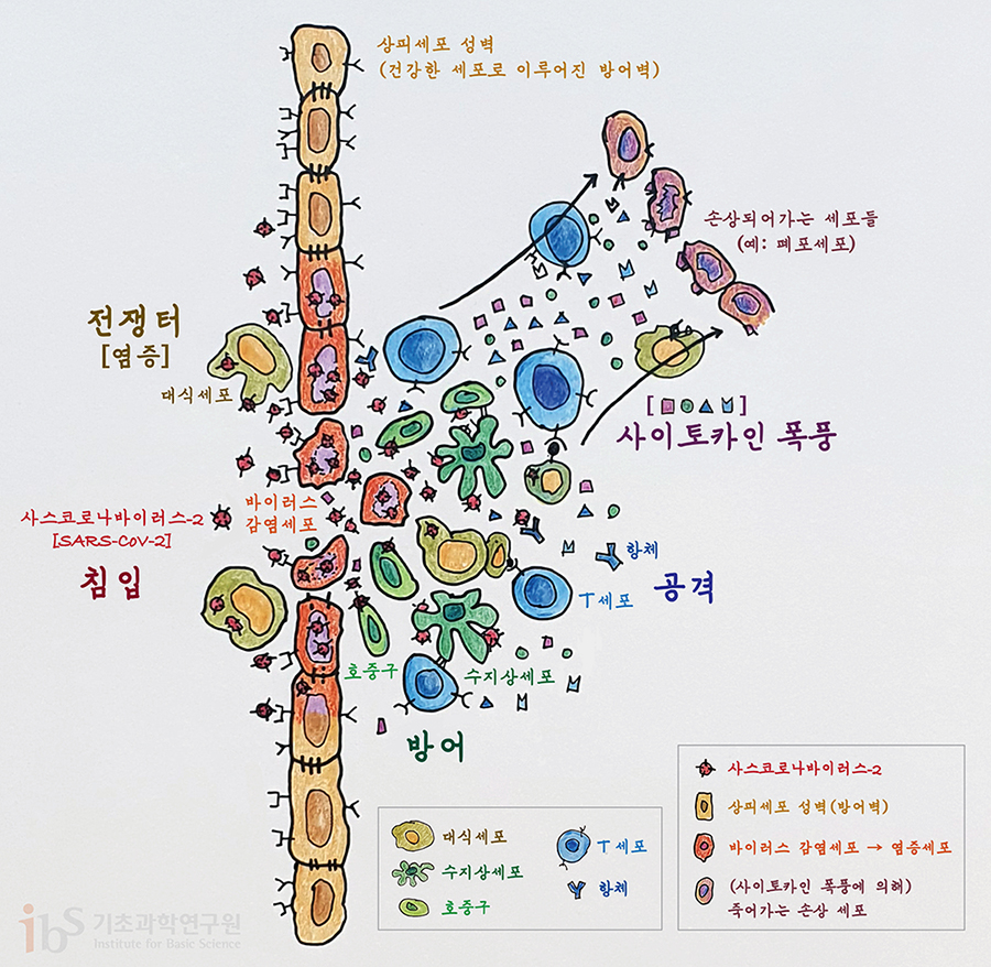 상피세포는 바이러스 침입에 대한 1차 방어벽 역할을 한다. 상피세포 성벽이 부서지면 우리 몸의 면역체계가 활성화되며 바이러스와의 ‘전투’를 시작한다. 면역세포들은 주변에 위험 신호를 알리는 물질인 사이토카인을 분비하지만, 사이토카인이 과도하게 분비되면 ‘사이토카인 폭풍’이 발생하며 정상세포까지 손상된다. [그림: 고규영]