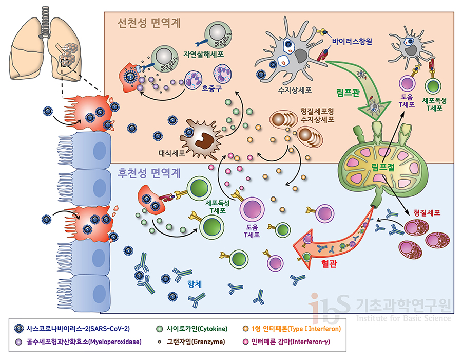 사스코로나바이러스-2에 대한 면역 기작. 폐를 통해 침투하는 바이러스는 증식을 통해 감염된 세포 밖으로 분출되며, 이 바이러스를 제거하기 위해 몸 안의 면역체계가 활성화된다. 선천성 면역계(위)는 병원체 침입초기에 활성화되며 우리 몸을 방어한다. 후천성 면역계(아래)는 선천성 면역계에 연이어 활성화되며, 바이러스에 특이적인 시스템을 갖추어 공격한다. [그림: 김영찬]