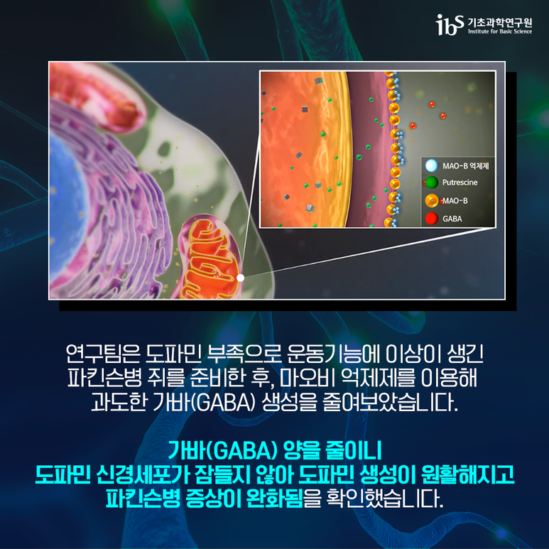 [기초과학연구원] 미래에는 파킨슨병 초기에 치료할 수도! 잠들기만해도 파킨슨병을 유발하는 도파민 신경세포! 이미지6로서 자세한 내용은 하단에 위치해 있습니다.