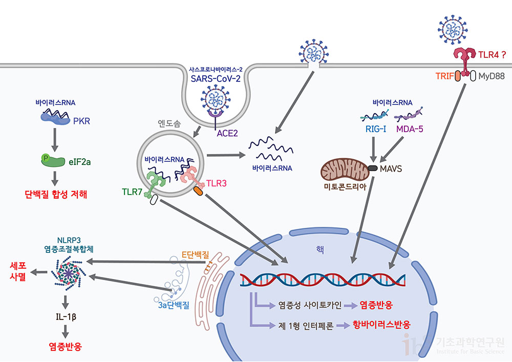 코로나바이러스의 침입은 선천면역세포의 유형인식수용체에 의해 인지된다. 이 수용체들은 세포 외부 혹은 세포 내부에 위치하며 바이러스의 특징적인 분자유형을 인식하고, 세포 내 신호전달 체계를 이용해 염증성 사이토카인 및 제1형 인터페론 등의 생성을 촉진하여 항바이러스 반응을 유도한다. [그림: 정희은(biorender)]