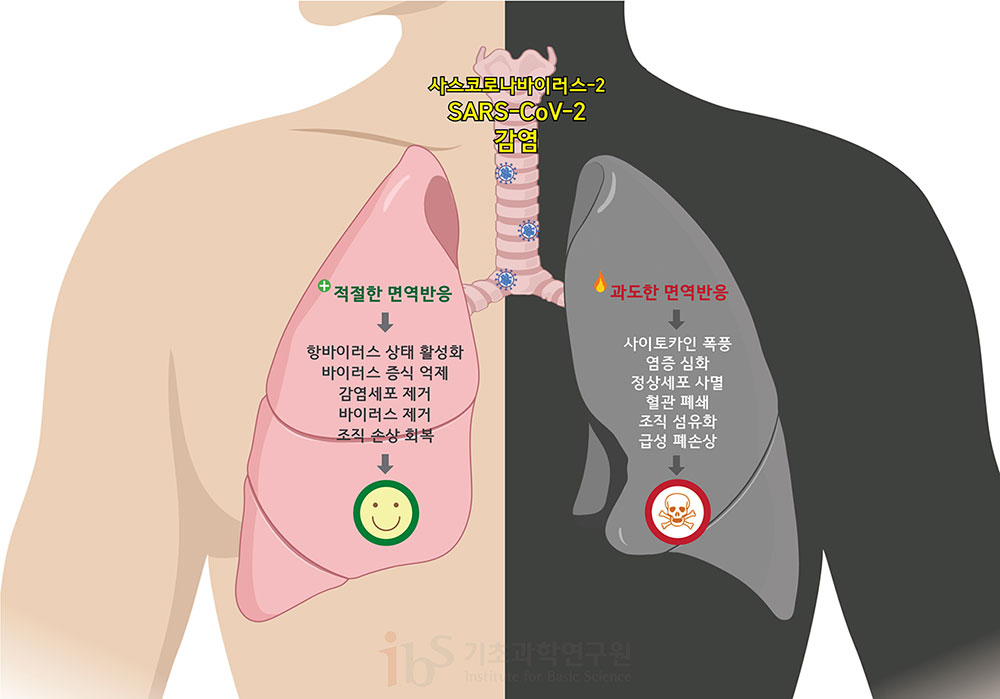 면역반응은 양날의 검이다. 적절한 면역 반응은 바이러스의 증식을 억제하고 바이러스에 감염된 세포를 제거하는 등 이롭게 작용하지만, 과도해지면 오히려 사이토카인 폭풍을 일으키고 정상세포에도 피해를 주어 조직 손상 및 심한 경우 사망에까지 이를 수 있다. [그림: 정희은(biorender)]