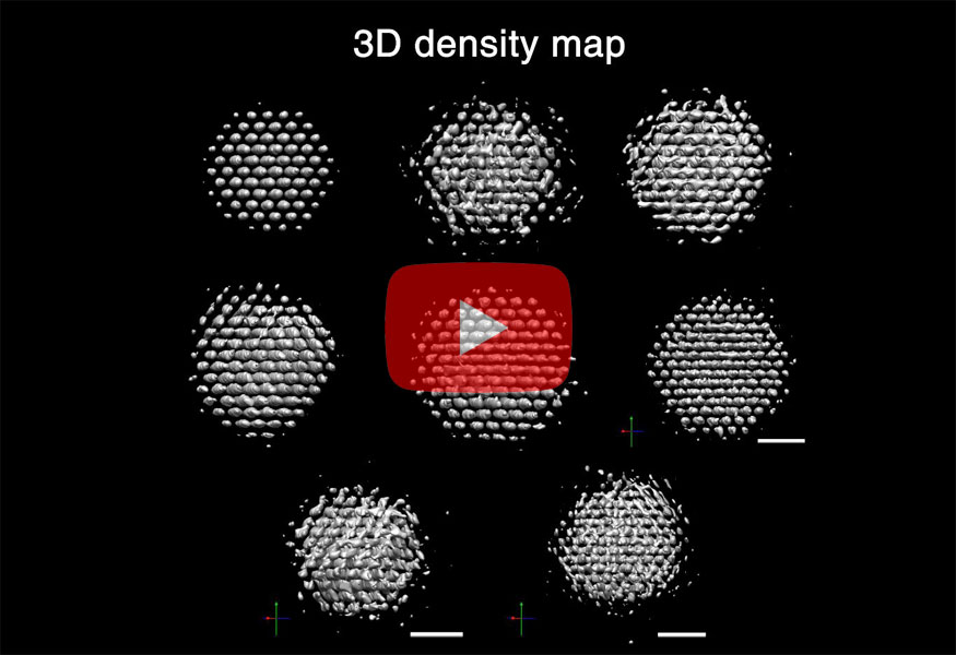 Movie 1. 3D Reconstructions of Individual Nanoparticles. 3D density maps, atomic position maps, and strain maps of 8 reconstructed nanocrystals show critical differences between the individual particles.