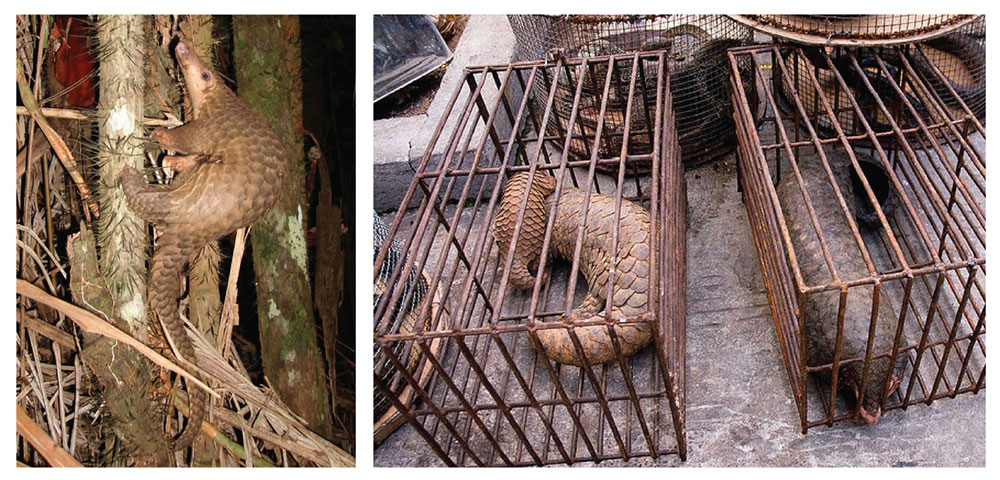 코로나-19를 유발하는 사스코로나바이러스-2의 중간숙주로 지목된 말레이 천산갑은 동남아시아 열대지역에서 서식하는 야행성 포유동물이다. 멸종위기 종으로 보호 받지만, 여전히 불법 밀수되어 중국에서 약재와 식재료로 거래된다. [출처: Wikimedia]