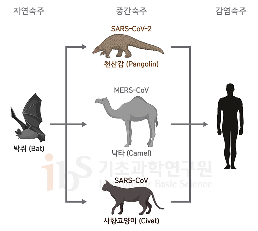 천산갑 기생 바이러스 연구를 2017년부터 수행한 중국과 홍콩의 연구진은 사스코로나바이러스-2의 자연숙주는 박쥐이며 중간숙주가 천산갑일 것이라는 과학적 증거를 제시했다. [그림: 고규영(biorender)]