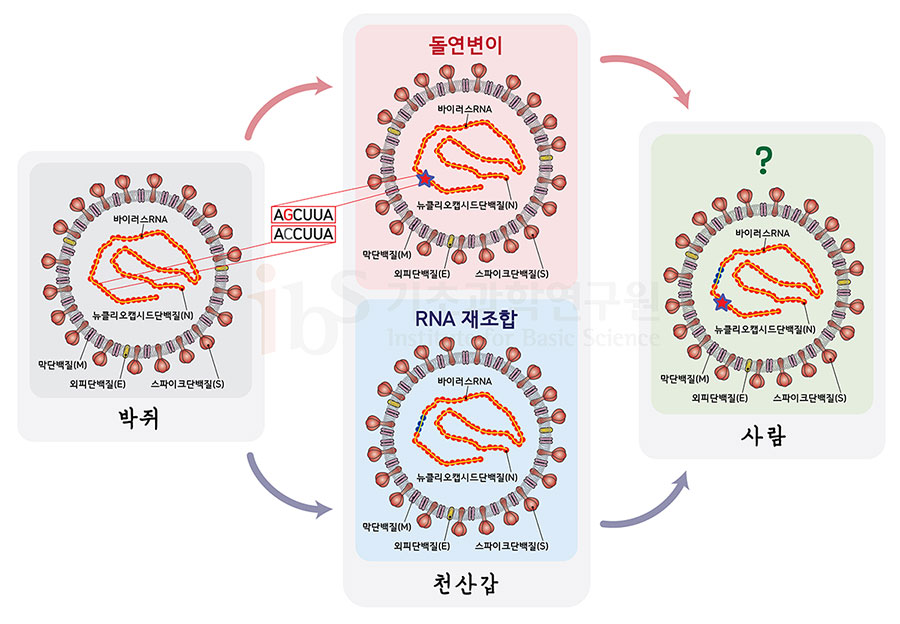 박쥐에서 천산갑으로 옮겨간 바이러스가 돌연변이(그림은 C 염기서열이 G로 변한 것으로 가정)나 RNA 재조합(빨간색이 파란색으로 바뀐 부분이 재조합으로 획득한 RNA부위임을 가정한 예시) 등을 통해 전파력이 강해진 것으로 추정된다.