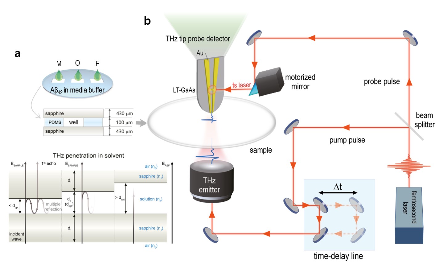 Figure 2. Experimental setup. (a) Samples of the Aβ proteins in monomer (M), oligomer (O) and fibril (F) form are analysed inside small wells sandwiched by sapphire plates. With a small amount of sample, it was possible to detect THz signals without noise. (b) Solution-based sample preparation for the THz near-field time-domain spectroscopy system.