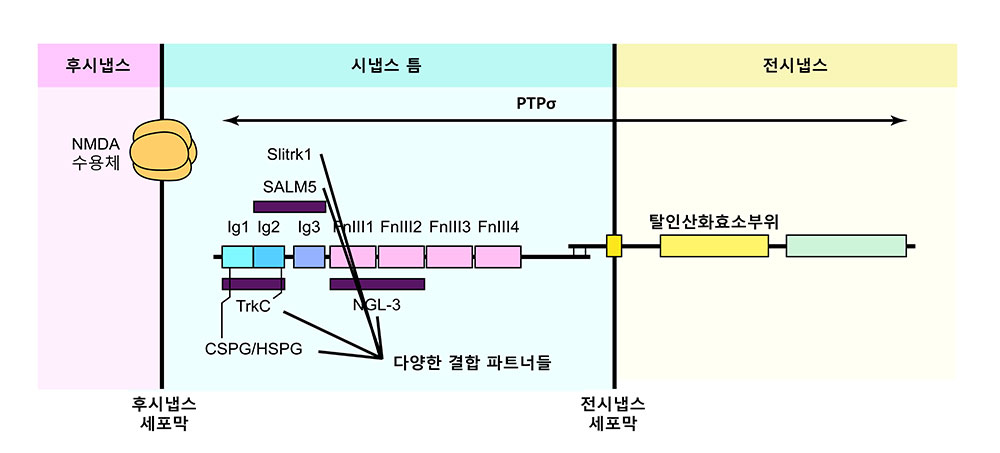 [그림 1] PTP 단백질의 구조