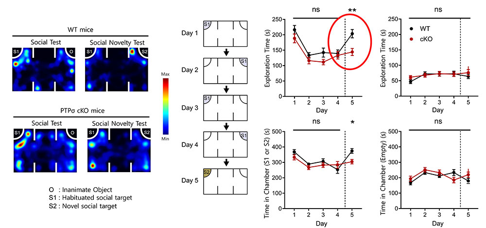 Figure 1. Normal social approach, but suppressed social-novelty recognition, in PTPσ-mutant mice (cKO) in the three-chamber social-interaction test, as compared with normal (WT) mice. 
