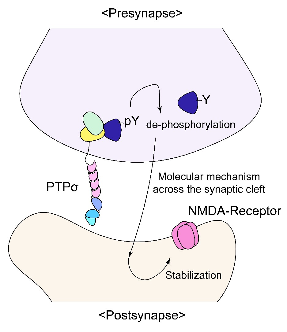 Figure 2. Diagram showing that the presynaptic PTPσ, through dephosphorylation of some other presynaptic proteins and trans-synaptic mechanisms (presynaptic to postsynaptic), promotes the synaptic localization and stabilization of NMDARs at postsynaptic sites. 