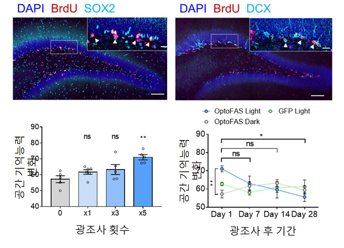 그림 2. 옵토파스(OptoFas) 기술과 성체 신경재생 및 공간기억 능력 증가와의 관계