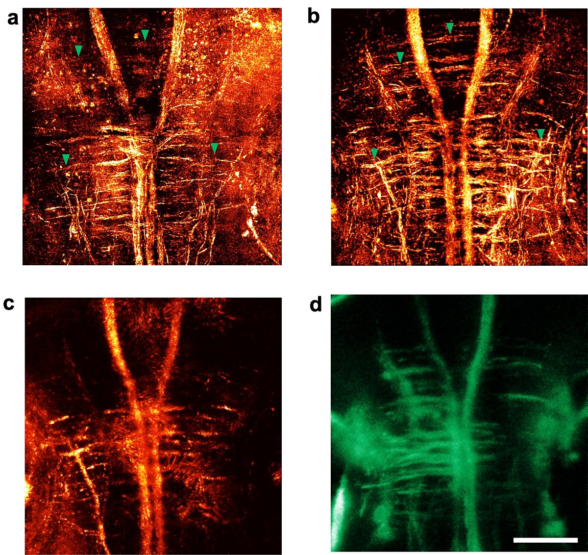 홀로그램 현미경으로 부화한 지 각각 6일(a), 10일(b) 된 제브라피쉬의 신경망 구조를 관찰했다. 일반 현미경으로 얻은 영상(c, d)에 비해 훨씬 고해상도로 보임을 알 수 있다. (출처 : IBS)
