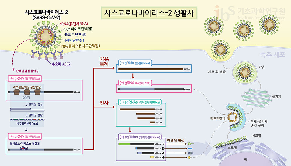 사스코로나바이러스-2 생활사를 나타내는 이미지.

                사스코로나바이러스-2 (SARS-CoV-2) gRNA(유전체RNA) S(스파이크단백질) E(외피단백질) M(막단백질) N(뉴클레오캡시드단백질) 수용체 ACE2 단백질 껍질 풀어짐 (+) gRNA (유전체RNA) 리보솜(단백질 생산공장) ORF1 단백질 합성 단백질 절단 비구조단백질(nsp) (+) gRNA (유전체RNA) 복제효소-전사효소 복합체 RNA 복제 (-) gRNA (유전체RNA) (+) gRNA (유전체RNA) 전사 (-) sgRNAs (하위유전체RNAs) (+) sgRNAs (하위유전체RNAs) 단백질 합성 핵단백질체 소포체-골지체 중간 구획 세포질 소포체 핵 소낭 세포 외 배출